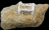 Cretaceous Fossil Fish Vertebrae In Rock - Morocco #38463-2